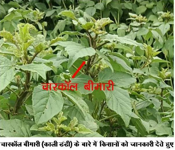 ग्वार फसल में जीवांणु अंगमारी (फंगस रोग) ज्यादा नुकसानदायक: डा. बी.डी. यादव